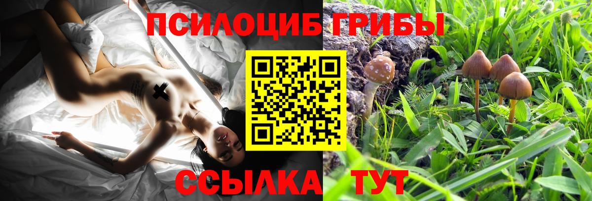 Псилоцибиновые грибы Cubensis Всеволожск
